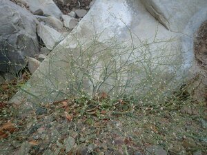 Eriogonum gracile Plant